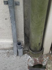 Admirable mim�tisme de la ciste